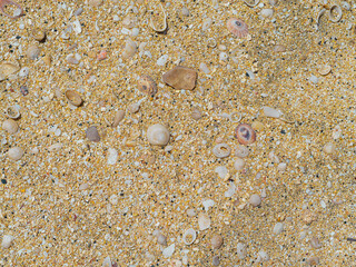 texture of sand and shells