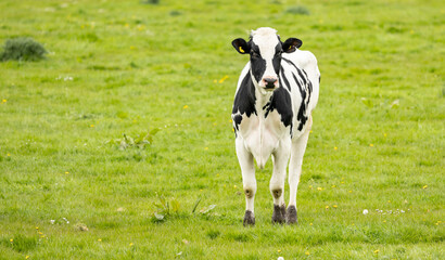 black and white cow standing looking towards camera in a green field