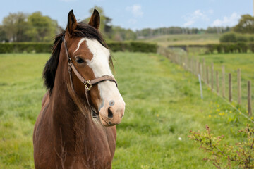 Obraz premium chestnut and white coloured horse head shot close up