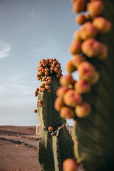 Cactus in the famous agafay desert in marrakech morocco