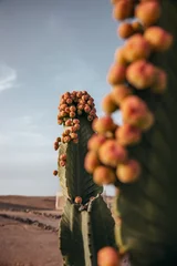 Zelfklevend Fotobehang Cactus in the famous agafay desert in marrakech morocco © Marcial