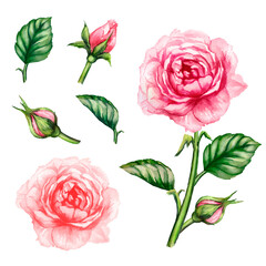 Fototapeta premium Roses watercolor set. Pink roses, blooming flowers.