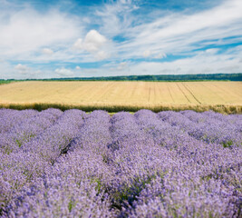 Fototapeta na wymiar Picturesque purple lavender fields and agricultural wheat fields
