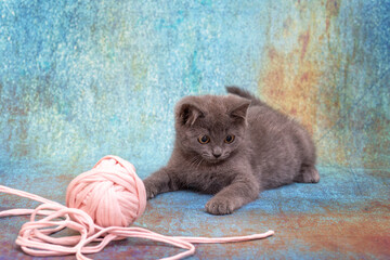 Fototapeta na wymiar A gray kitten is playing with a large ball of pink braid. Blue background with texture, close-up