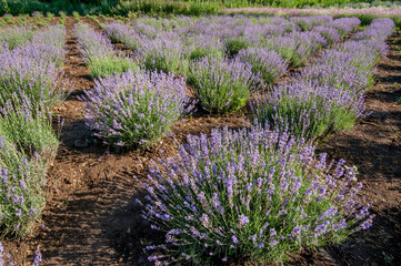 Fototapeta premium Lavender flowers in bloom bushes on summer sunny day. Lavender farm