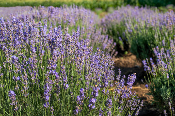 Obraz premium lavender bushes on a plantation