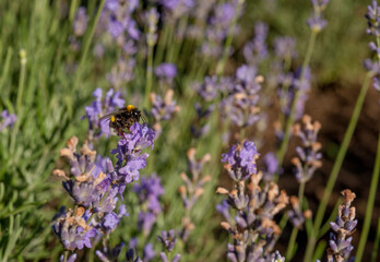 Bumble bee on lavender flowers close up