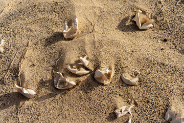 Fototapeta na wymiar turtle egg shells on the beach