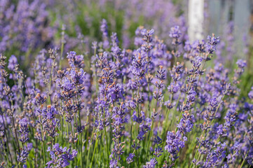 Fototapeta premium close up of lavender flowers with blurred back background