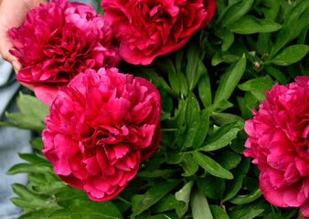Obraz premium bush with red peonies, close-up as a texture for the background