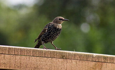 bird in the garden