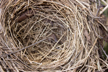 empty bird nest 