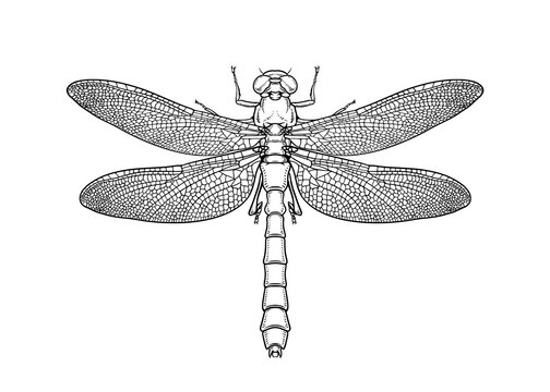 Dragonfly. Vector illustration in graphic style isolated on white background.