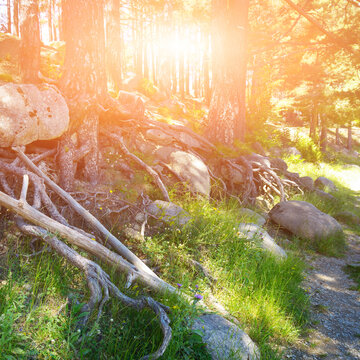 Sunrise in forest on mountainside with old trees, roots, green grass