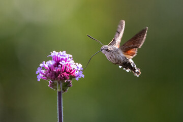 Hummingbird hawk moth (Macroglossum stellatarum) feeding on purple verbena flowers.