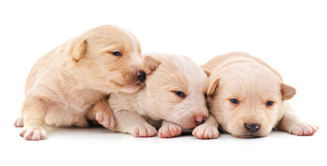 Three beautiful white puppies.