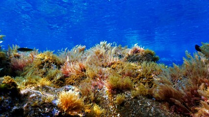 Naklejka na ściany i meble Underwater photo of algea and plants. From a scuba dive in the Atlantic ocean.