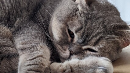 gray scottish cat sleeping embracing paws