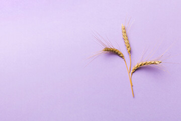 Sheaf of wheat ears close up and seeds on colored background. Natural cereal plant, harvest time concept. Top view, flat lay with copy space. world wheat crisis