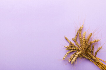 Sheaf of wheat ears close up and seeds on colored background. Natural cereal plant, harvest time concept. Top view, flat lay with copy space. world wheat crisis