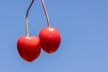 Two ripe sweet cherries against a clear blue sky with copy space