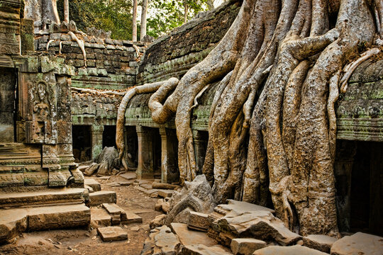 Ficus Strangulosa tree growing over the ancient ruins of Cambodia