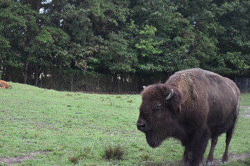 Naklejka na ściany i meble american bison in park