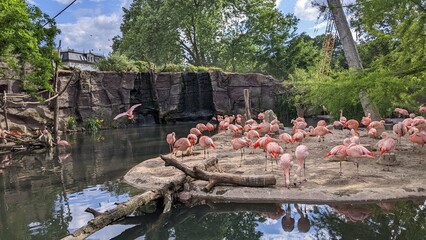 flight of a pink flamingo over a pond © Yelizaveta