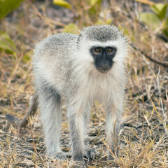 Small vervet monkey looking at the camera