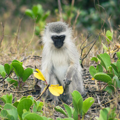 Small vervet monkey sitting among plants