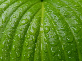 green leaf with water drops