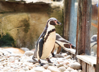 Captive Humboldt Penguin standing next to a glass viewing window