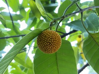 Neolamarckia Cadamba Kadambu (Burflower) Herb Plant Healthy Live (Healthy Live Plant)