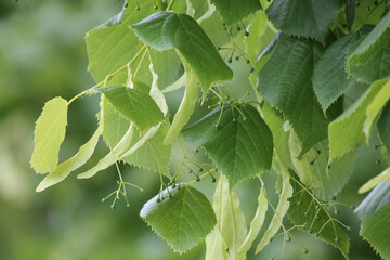Linden branch with green leaves and buds before flowering