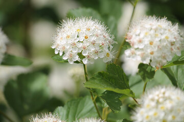 Branch of common ninebark (Physocarpus opulifolius) plant with white flowers in garden