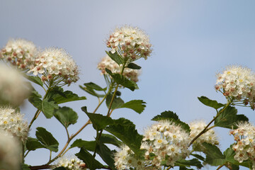 Branch of common ninebark (Physocarpus opulifolius) plant with white flowers in garden - 511392794