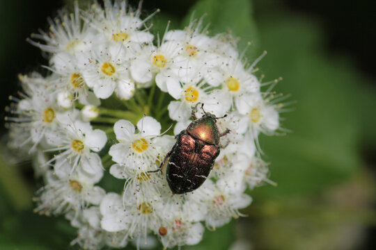 Copper chafer (Protaetia cuprea ssp. metallica) beetle close-up in garden