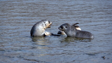 Antarctic fur seal (Arctocephalus gazella) pups playing in a lagoon at Jason Harbor, South Georgia Island