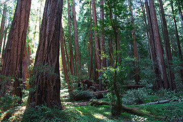 Muir Forest 
