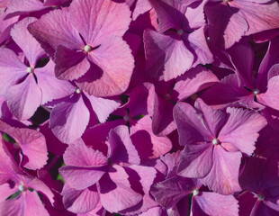 Purple petals of hydrangea flower. Pink hortesia natural background. Purple petals texture. Pink aesthetic. Floral close up. natural layout, card, template. Celebration concept. Petals pattern.
