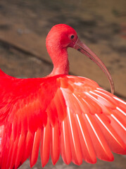 Guara bird at Iguassu Falls