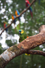 Bird parrot at Iguassu Falls
