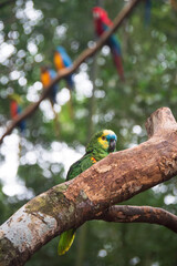 Bird parrot at Iguassu Falls