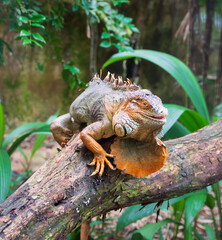 Iguana at Iguassu Falls, Brazil