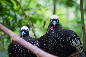 Jacutinga bird at Iguassu Falls, Brazil
