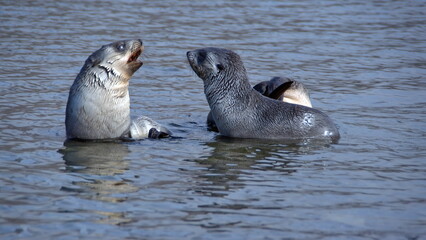 Antarctic fur seal (Arctocephalus gazella) pups playing in a lagoon at Jason Harbor, South Georgia Island