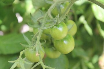 green tomatoes in the garden