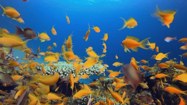 Underwater Vibrant Fish. Tropical colourful underwater seascape. Underwater fish garden reef. Reef coral scene. Coral garden seascape.
