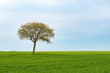 Fototapeta na wymiar tree on a field