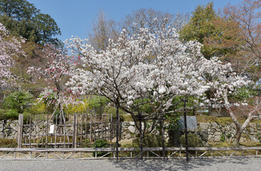 春の二尊院　境内の桜　京都市右京区嵯峨
